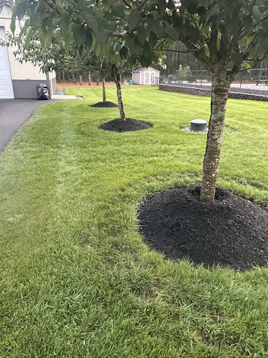 Custom Circular Mulch Tree Rings on Lawn